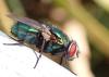 Lucilia sp.